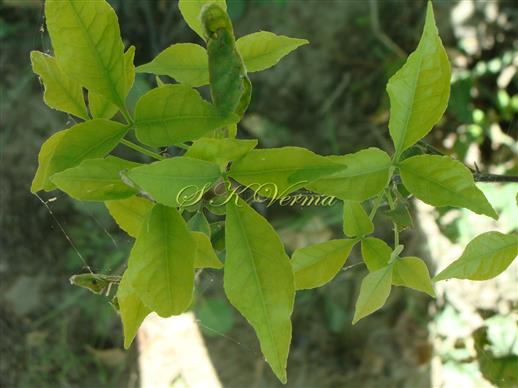  Leaves